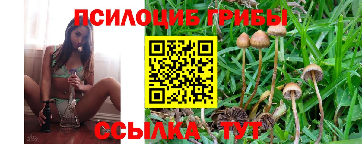 Галлюциногенные грибы Psilocybine cubensis  Вход с VPN  Сланцы  Псилоцибиновые грибы Psilocybine cubensis 